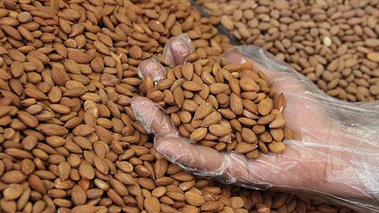 Acı Kayısı Çekirdeği Yağının Faydaları Nelerdir?